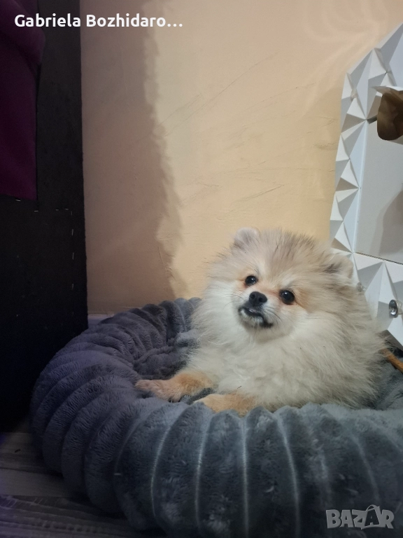 Мини померан, снимка 1
