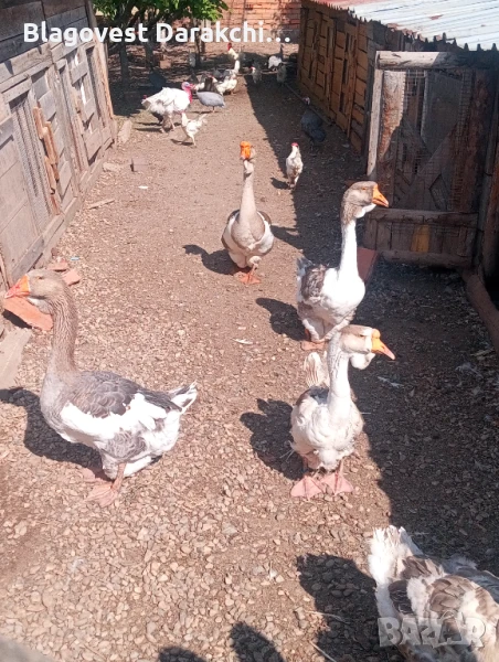 Холмогорски гъски чифт , снимка 1