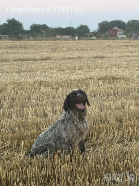 Обучен женски дратхаар, снимка 1