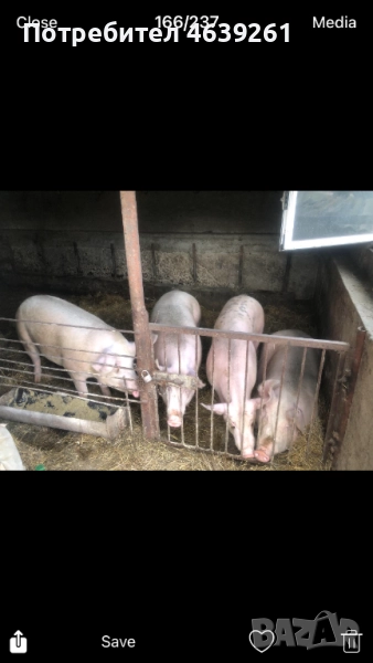 Продавам угоени прасeта, снимка 1