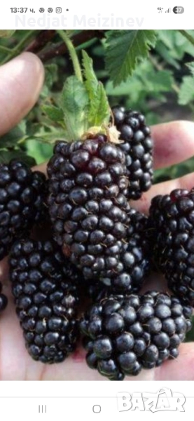 Къпини разсад, снимка 1