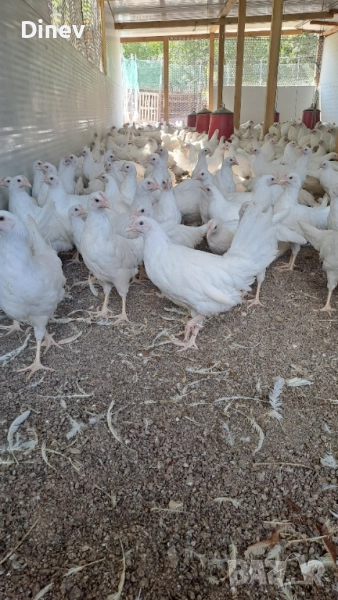 Бял легхорн ярки, кокошки , снимка 1