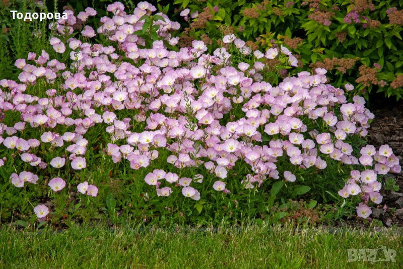 розова и жълта йонотера, снимка 1