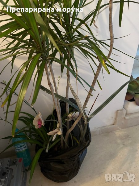 палма, снимка 1