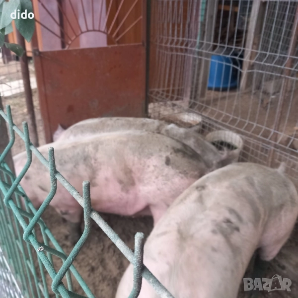 Продавам домашно свинско месо , снимка 1