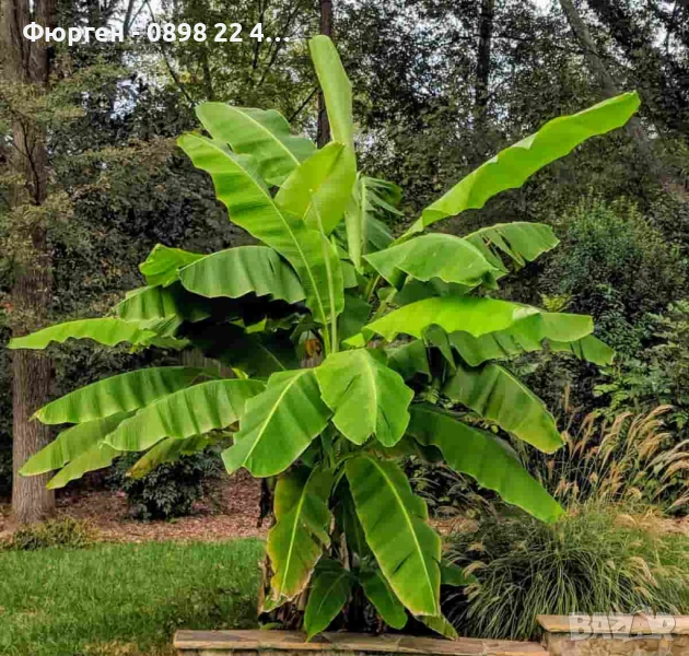 Банан - Мусо баджо / Musa Basjoo СТУДОУСТОЙЧИВ И ПЛОДОДАВАЩ - ЯДЛИВ, снимка 1