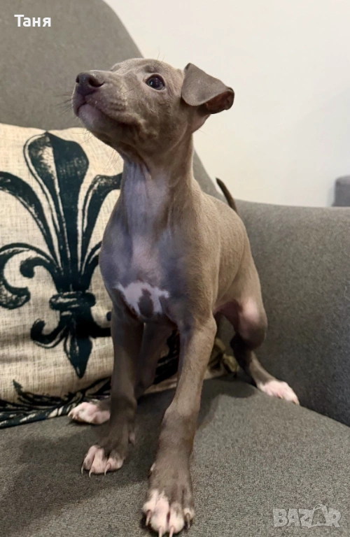 Малки италиански хрътки – елегантност, нежност и истинска аристокрация, снимка 1