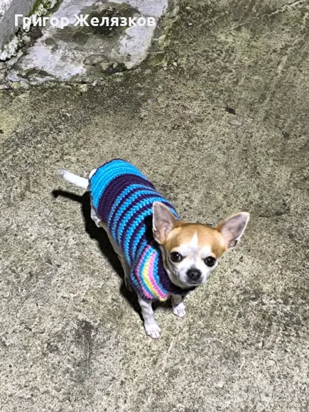 Мъжко кученце, снимка 1