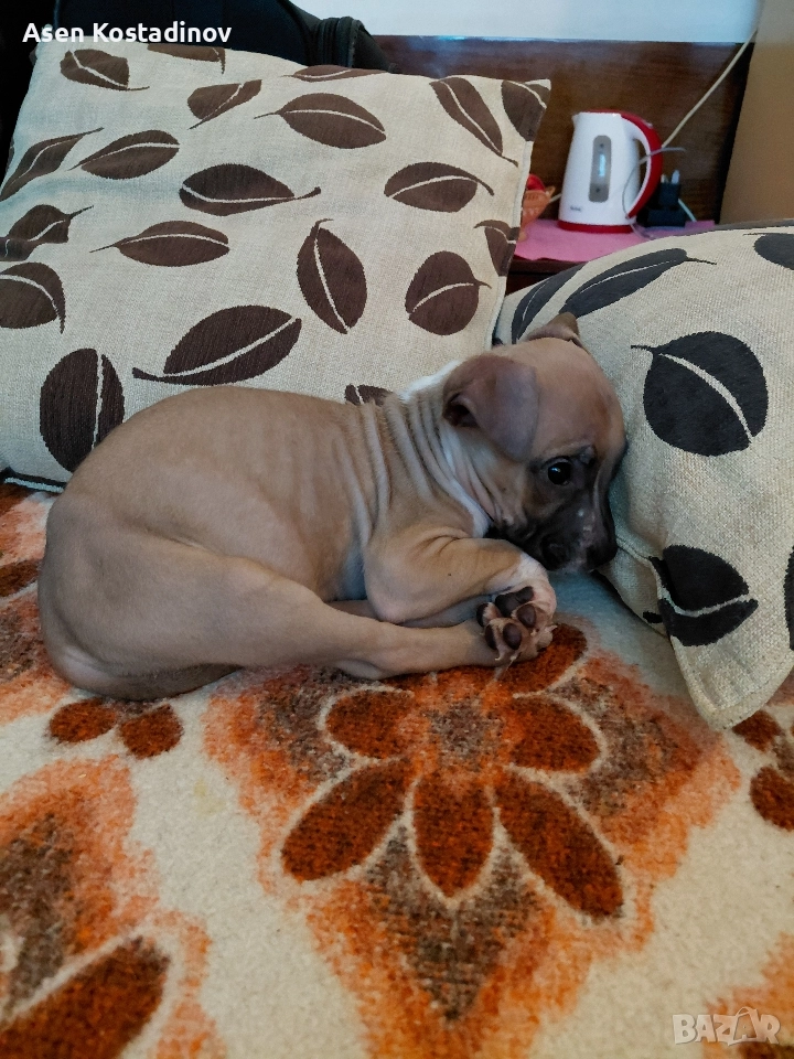 Американски Териер , снимка 1