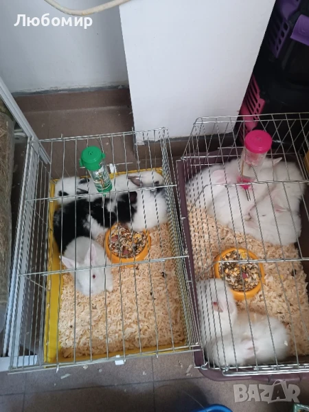 продавам декоративни зайчета лъвска глава , снимка 1