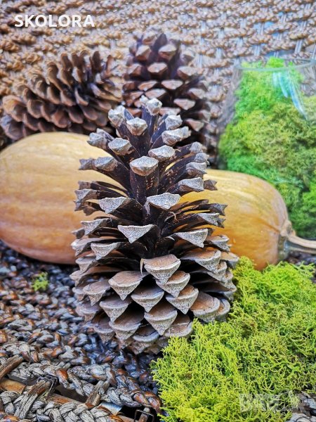 Огромни Шишарки , снимка 1