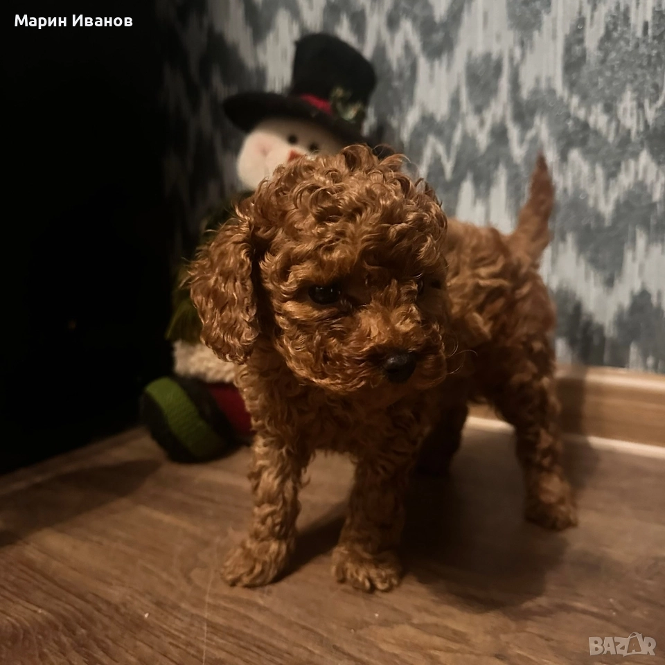 Той пудел, момче с две ваксини!, снимка 1