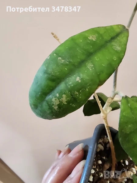 Хоя Nakornsritammarach EPC 207, снимка 1