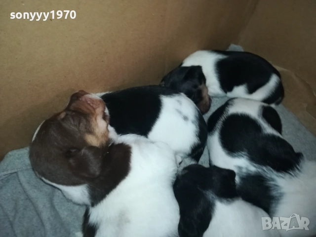 ДЖАК РЪСЕЛ КУЧЕНЦА 250ЛВ ЗА ЕДНО 0609251949, снимка 8 - Джак ръсел териер - 51628068