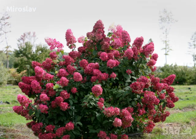 Хортензия паникулата (Огън и лед), снимка 2 - Градински цветя и растения - 49904257