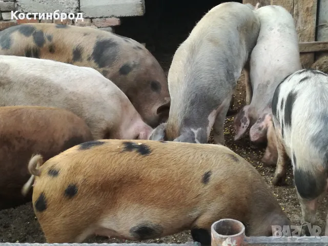 СВИНЕ МАЙКИ И прасета. ЛИКВИДАЦИЯ, снимка 2 - Прасета - 48062133