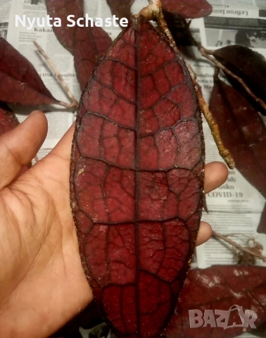 Hoya Clemensiorum Red 