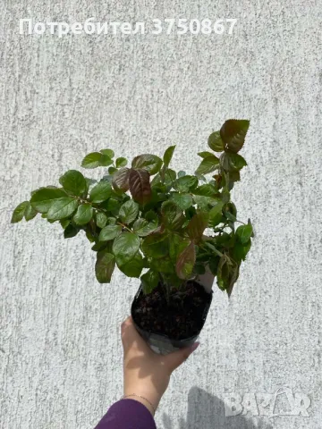 🌹 РОЗА 🌹 MICHELANGELO ® Meitelov 🌹, снимка 6 - Градински цветя и растения - 49671901