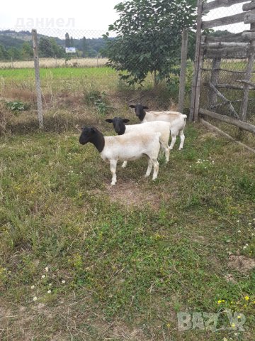 Дорпер - агнета