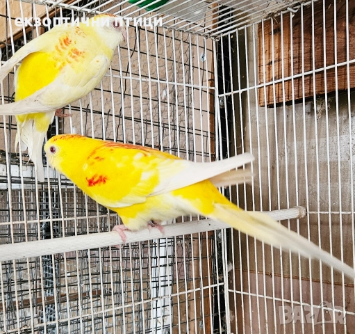Продавам 3 двойки Пойни папагали , снимка 9 - Папагали - 52678971