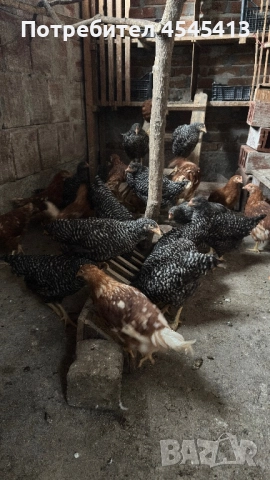 Кокошки ярки, уоман барун и спербек, снимка 3 - Кокошки и пуйки - 52341582