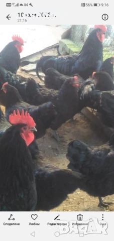 Пилета Австралорп , снимка 7 - Кокошки и пуйки - 47265645