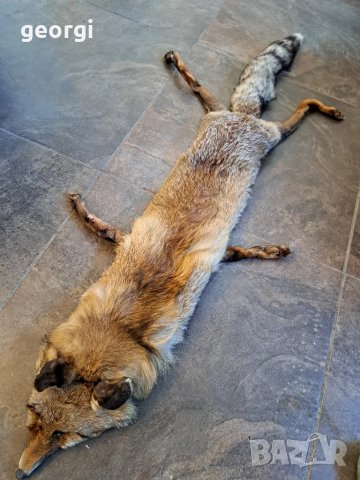 яка от лисица   25/4