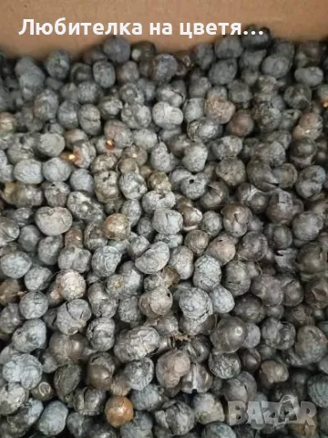 пресни семена хамеробс,трахикарпус( и разсад ), вашингтония и финикова канарска, снимка 9 - Сортови семена и луковици - 48914096