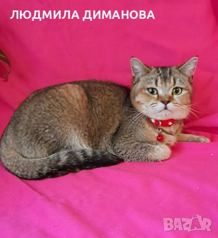 Шотландско женско Златна чинчила 