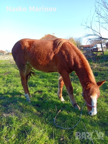 Кобила с ж.конче, снимка 4 - Коне - 52631224