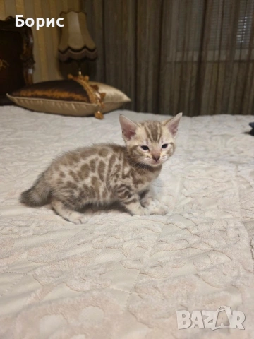 Бенгалско коте, снимка 10 - Бенгалски - 40146006