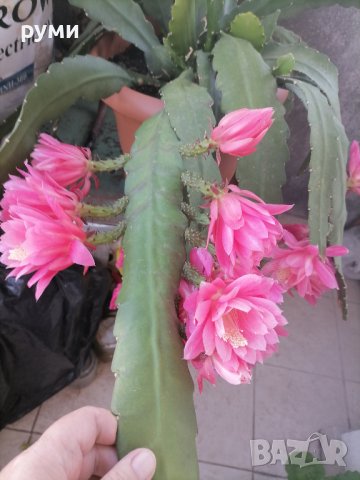 Розов    и бял епифилум, снимка 2 - Стайни растения - 43055914