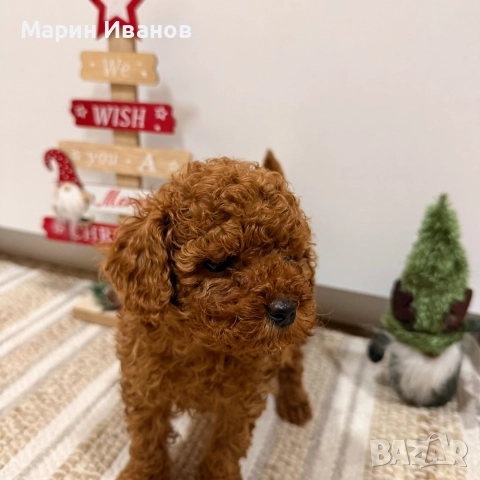 Пуделче, момче с две ваксини!, снимка 13 - Пудели - 52832544