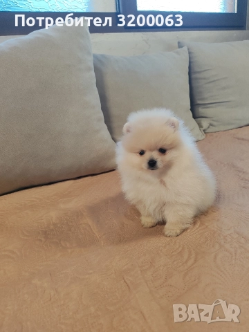 Померан мини мъжко , снимка 2 - Померан - 52826685