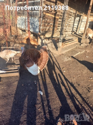 Пуяк, снимка 5 - Кокошки и пуйки - 52422713