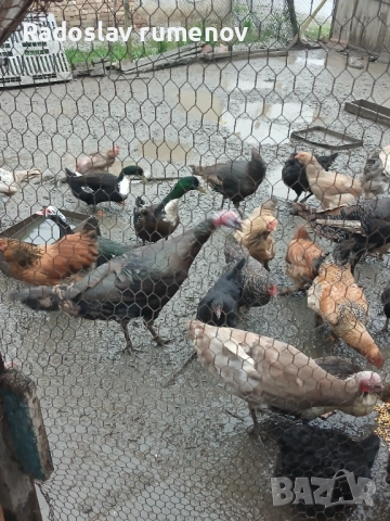 Продавам пуики