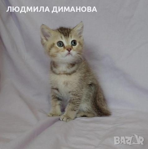 Шотландско мъжко златна чинчила , снимка 3 - Британска късокосместа - 53580083