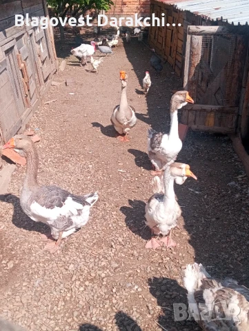 Холмогорски гъски чифт 