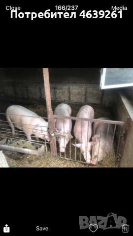 Продавам угоени прасeта