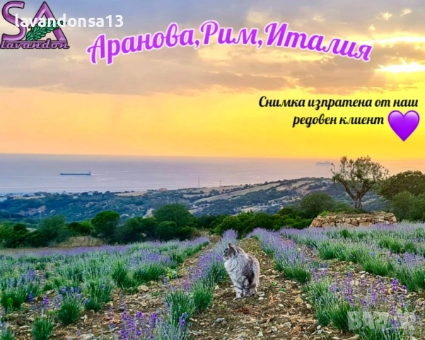 Разсад маслодайни рози, снимка 18 - Градински цветя и растения - 42641069