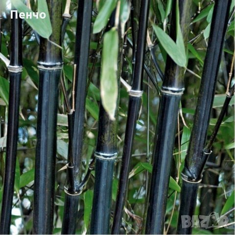 100 бр бамбукови семена градински растения Черен цвят бамбук Moso-Bamboo за декорация на градината д, снимка 5 - Сортови семена и луковици - 28091326