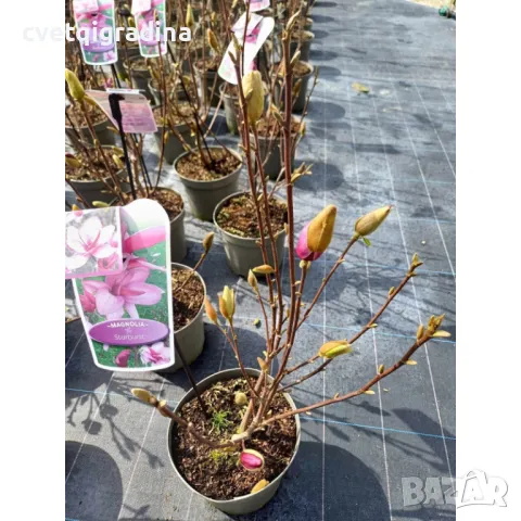 Magnolia starburst(Магнолия Избухнали звезди), снимка 2 - Градински цветя и растения - 50077850