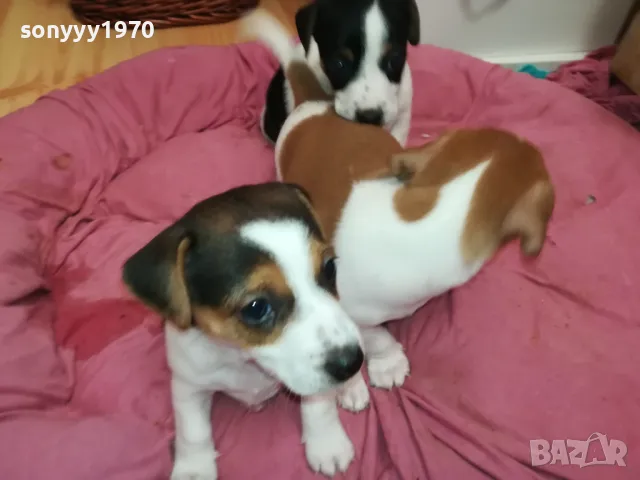 БЕБЕ ДЖАК 250ЛВ ЗА ЕДНО 0402251938, снимка 8 - Джак ръсел териер - 48968353