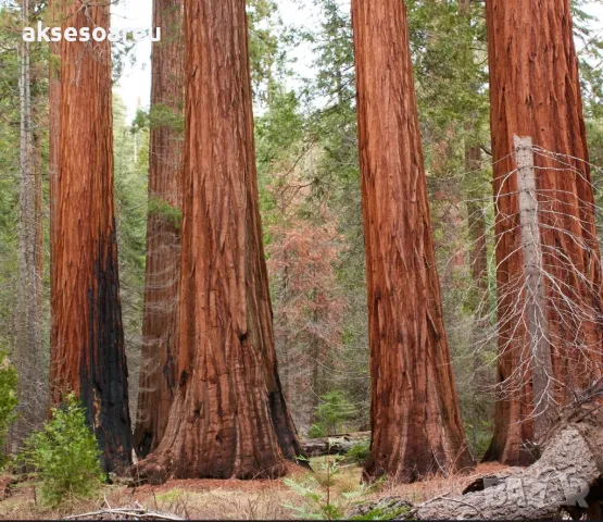 Екзотични нови 15 семена гигантска секвоя мамутово дърво sequoiadendron giganteum декорация в двора, снимка 15 - Сортови семена и луковици - 50222677