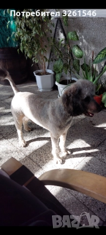 Продавам Мъжки пудел, снимка 5 - Пудели - 51857571