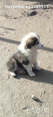 Подарявам кученца, снимка 6 - Други - 53517640