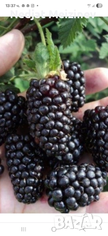 Къпини разсад