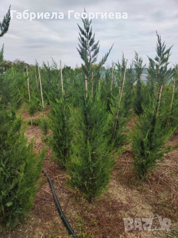 Кипарис Лейланд , снимка 6 - Градински цветя и растения - 52323869