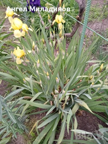 Перуника,ирис, снимка 13 - Градински цветя и растения - 24767505