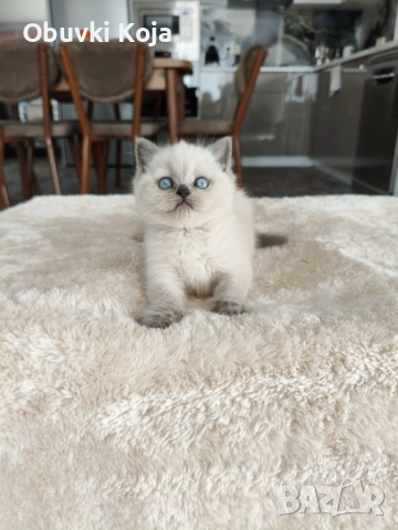 Уникален подарък за вашите любими , снимка 3 - Британска късокосместа - 53035390